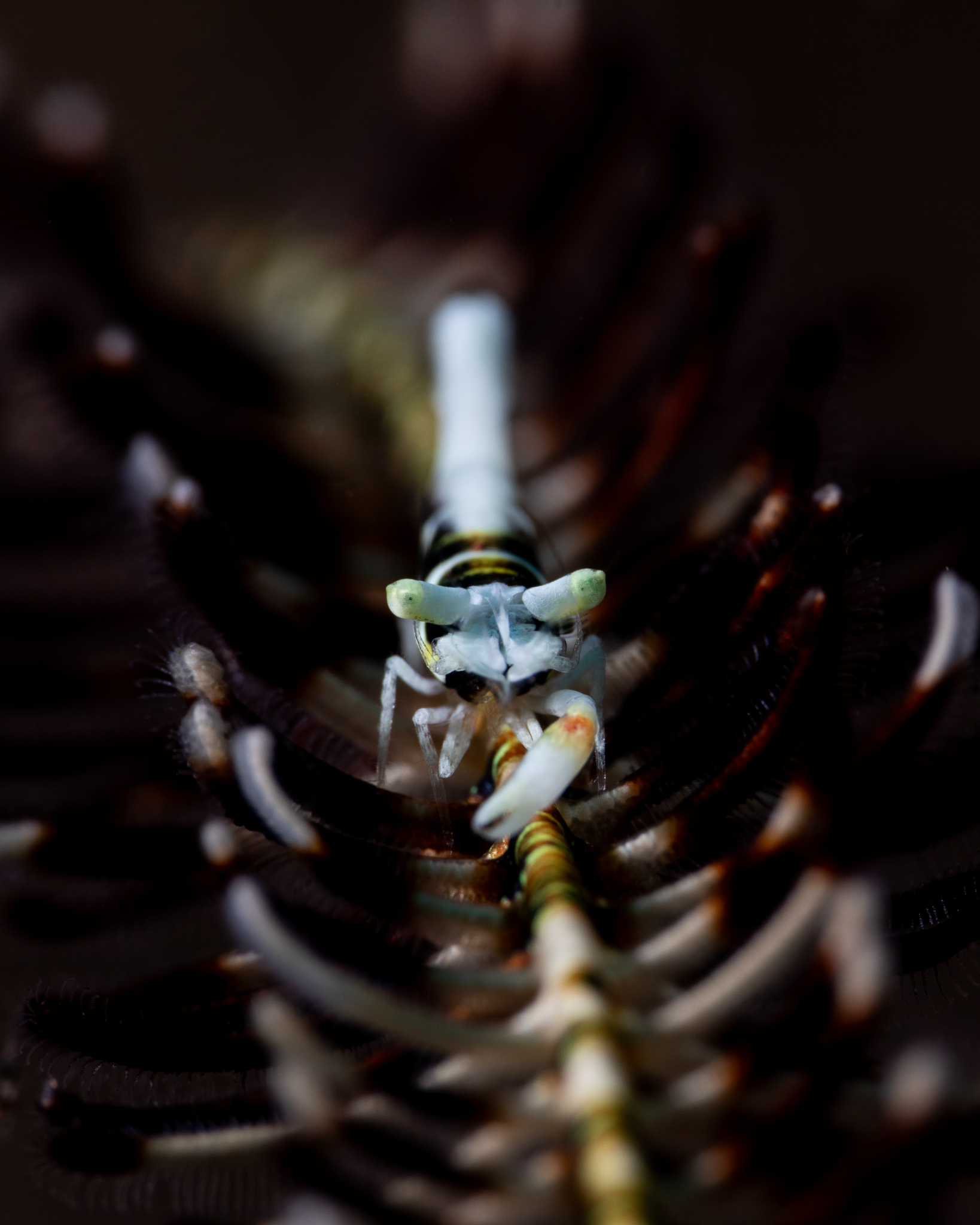 Crinoid Shrimp